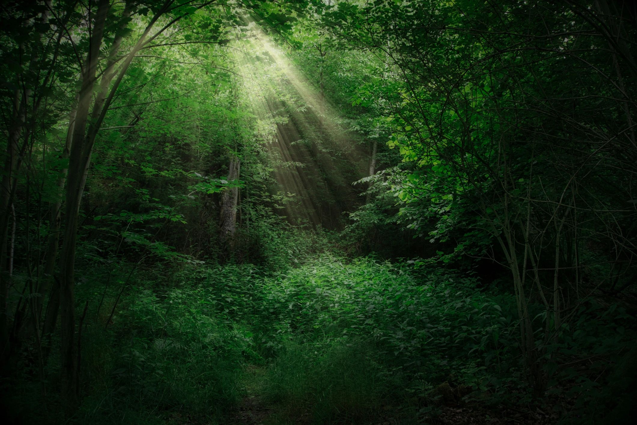 Sunlight filtering through trees in a dark forest